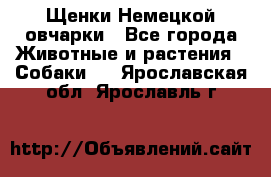 Щенки Немецкой овчарки - Все города Животные и растения » Собаки   . Ярославская обл.,Ярославль г.